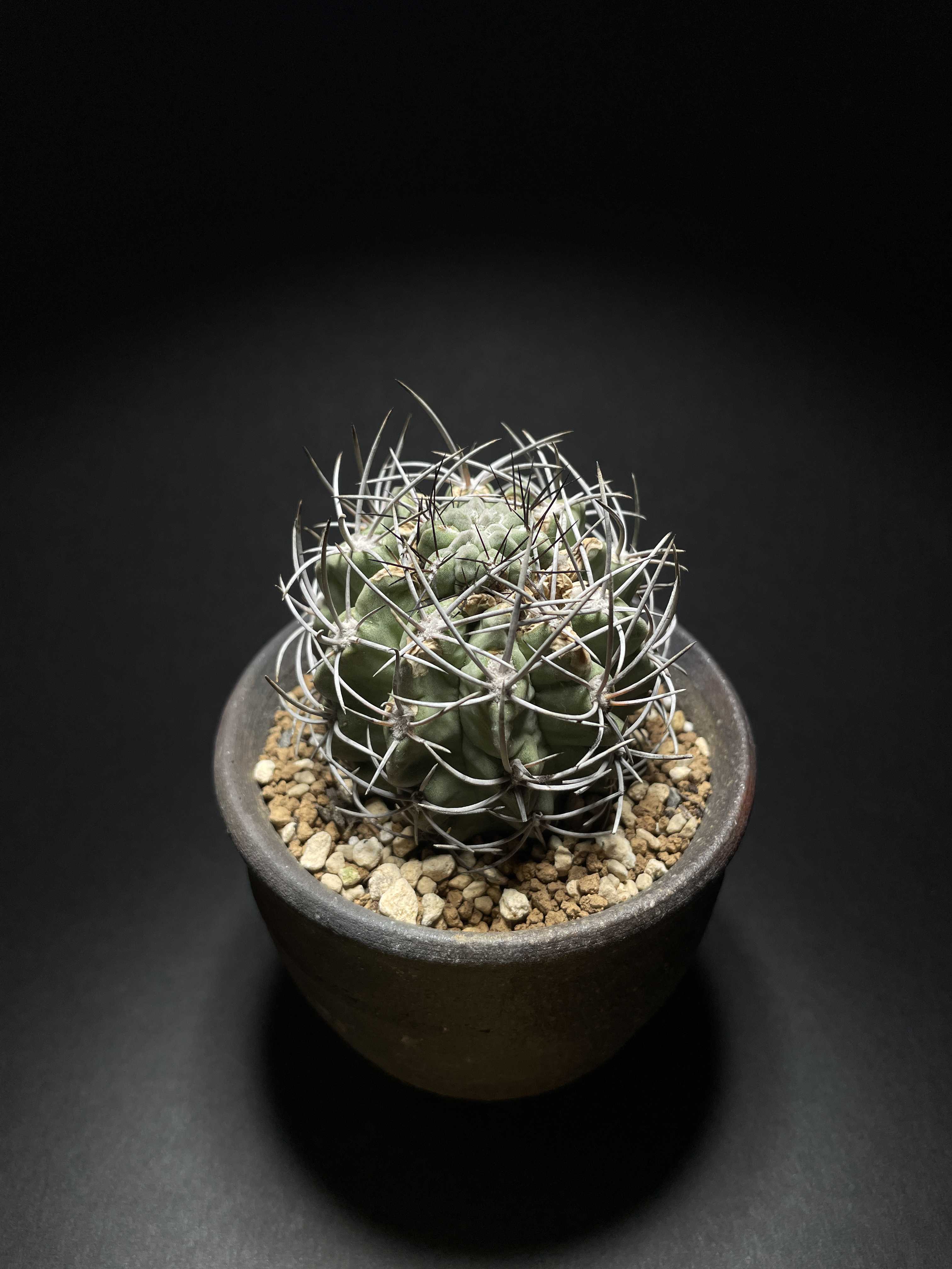 エリオシケ パウキコスタータの一覧｜🍀GreenSnap（グリーンスナップ）