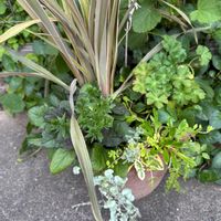 ニューサイラン,ディコンドラ,ニューサイラン ピンクストライプ,寄せ植え,ガーデニングの画像