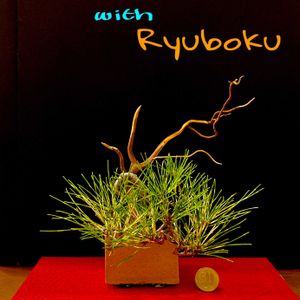 花火,流木。,斑入黒松,侘び寂び ,小品盆栽の画像