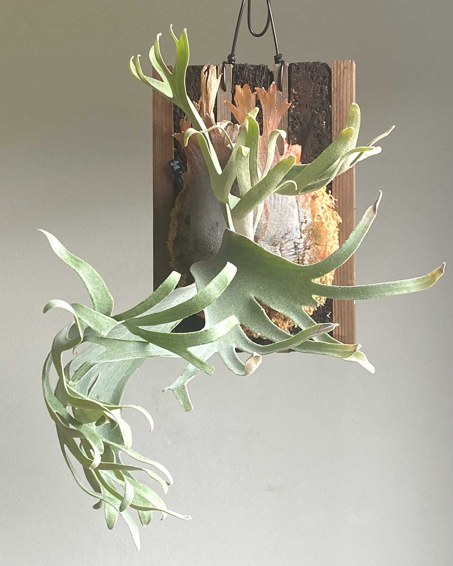 P. Pedro 成長記録 2025.9.8｜🍀GreenSnap（グリーンスナップ）