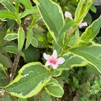 バイカウツギ,オオベニウツギ,ガーデニング,花のある暮らし,暑さに負けるなの画像