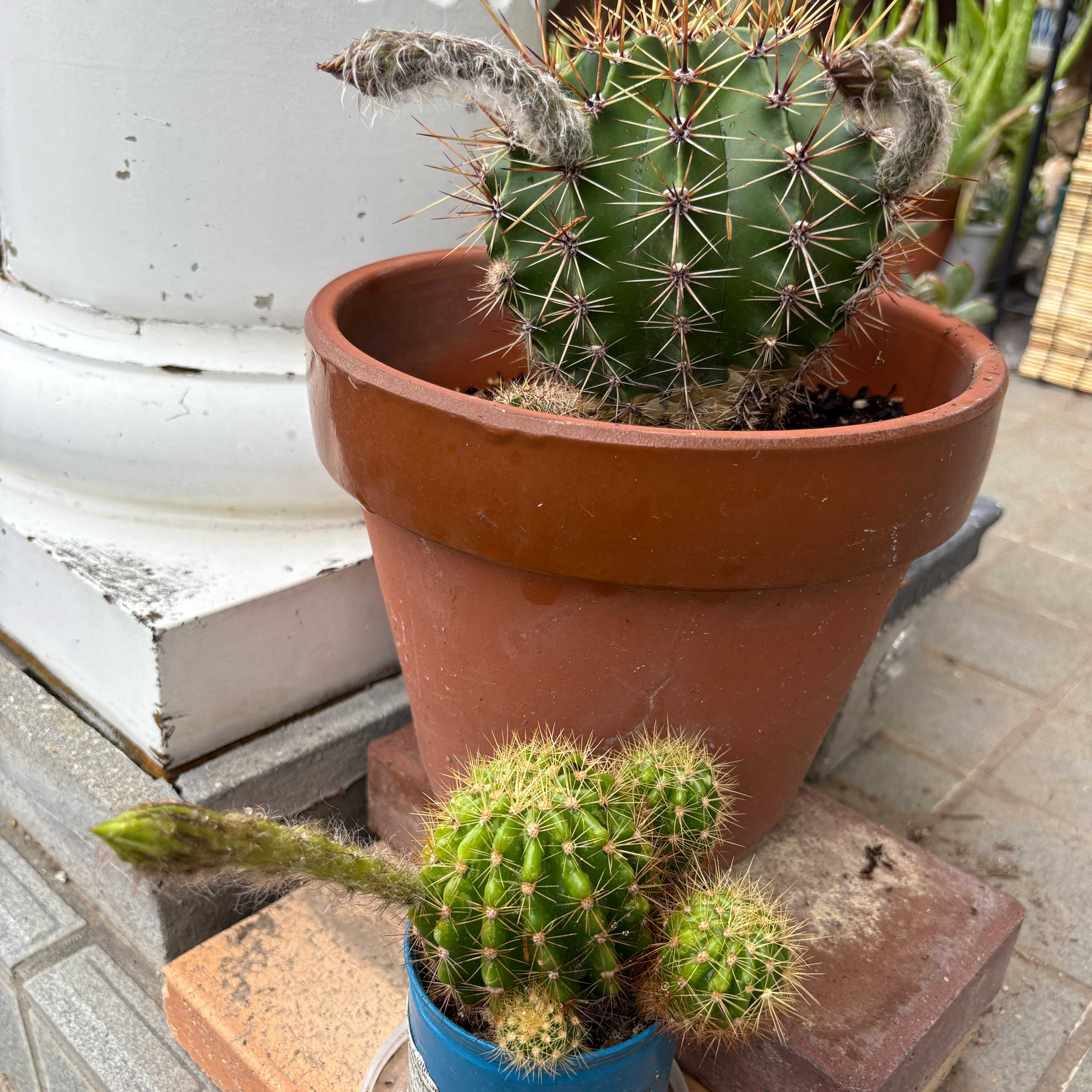 エキノプシス・オキシゴナ(旺盛丸)の一覧｜🍀GreenSnap（グリーン