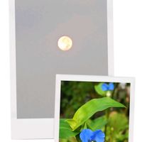 綺麗なお月様,秋のはじまり,月を愛でる,朝,ベランダの画像