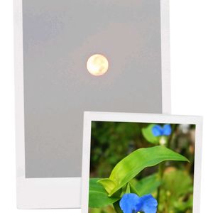 綺麗なお月様,秋のはじまり,月を愛でる,朝,ベランダの画像