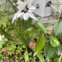 ライチ,ミニ　カンナの画像