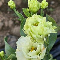 トルコキキョウ,八重咲きトルコキキョウ,感謝,花のある暮らし,いつまでもの画像