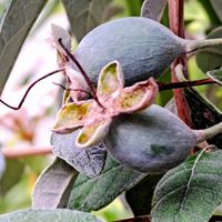 フェイジョア,ﾚﾓﾝ,檸檬A,種蒔きからA,清美の画像