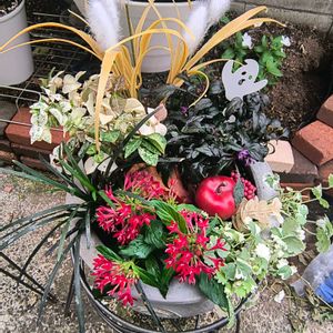 グレコマ,ペンタス,コクリュウ（黒竜）,斑入りグレコマ,テイカカズラ(定家葛)の画像