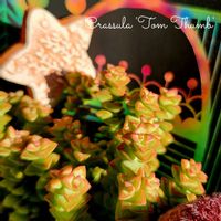 サボテン,黒法師,姫秋麗,マッコス,小米星の画像