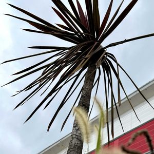 サルスベリ,ストレリチア,コルジリネ レッドスター,ピンクッションの画像