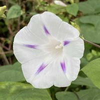 アサガオ,お出かけ先にての画像