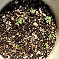 ラディッシュ,家庭菜園の画像