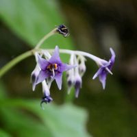 イワタバコ,山野草,多年草,生薬,山菜の画像