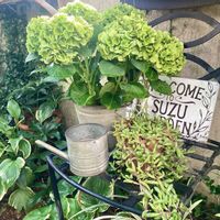 ハイドランジア,ハイドランジアブルーマーブルソーダ,紫陽花 アジサイ あじさい,PR,ハクサンの画像