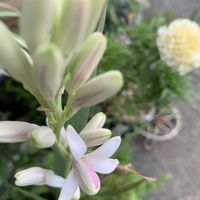 チューベローズ,宿根アマ,アグロステンマ　ホワイト,虞美人草　エンジェルクワイヤの画像