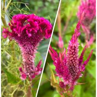 ケイトウ,ケイトウ,ケイトウ,ヒユ科,インド原産の画像