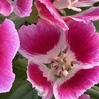 ゴデチア,花壇,ガーデニング,山野草,アカバナ科の画像