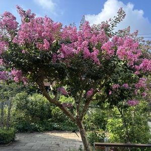 ガーデニング,シンボルツリー,サルスベリ♡の画像