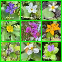 ミソハギ,ウォーターバコパ,アサザ,ウォーターミント,クワイの画像