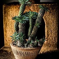 ソテツキリン,峨眉山,峨眉山鉄甲,ユーフォルビア・峨眉山,ユーフォルビア属の画像