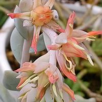 トップスプレンダー,宮城県,我ら宮城県民,ベランダの画像