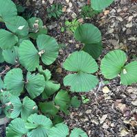 クマガイソウの画像