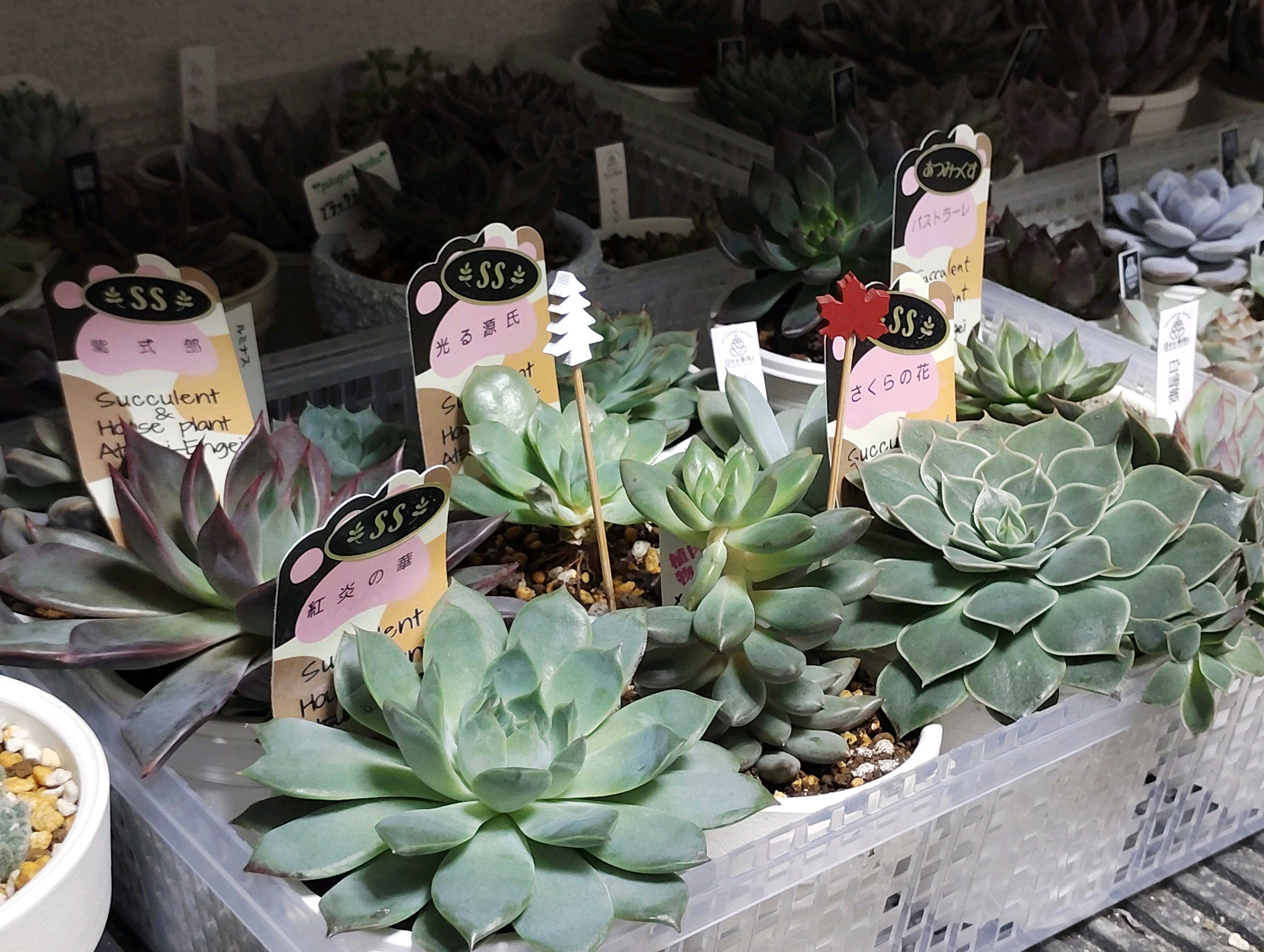 渥美園芸苗の一覧｜🍀GreenSnap（グリーンスナップ）