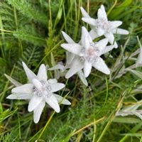 エーデルワイス,いつもありがとう♡,キラキラ✨,繋がりに感謝✨,スイスの画像