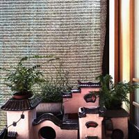 プテリス,ラセンイ,シノブ,サンセベリアスタッキー,タバリアファンの画像