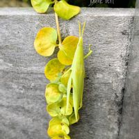 リシマキア,バッタ,夏の終わり,黄緑,✢ふこポエム✢の画像