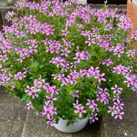 ニチニチソウ,フェアリースター,フェアリースター・コーラルピンク,フェアリースター・ホワイト,フェアリースター ミルキーピンクの画像