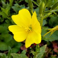 シソ,スペアミント,スペアミント,マツヨイグサ,メマツヨイグサの画像