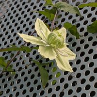 クレマチス,ハゴロモジャスミン,クレマチス 白万重,花壇,小さな花壇の画像