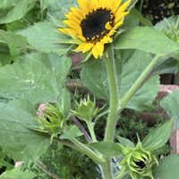 ケイトウ,バラ,ヒマワリ,ヤナギバルイラソウ,ガガブタの画像