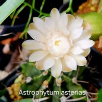 サボテン,碧魚連,牡丹玉,エキノス 碧魚連,ギムノカリキウム属 牡丹玉の画像