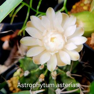 サボテン,碧魚連,牡丹玉,エキノス 碧魚連,ギムノカリキウム属 牡丹玉の画像