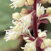 ヒューケラ,お出かけ先にての画像