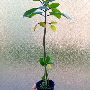 セイロンベンケイソウ,マザーリーフ,ハカラメ,カランコエ セイロンベンケイ,セイロンベンケイ_monの画像