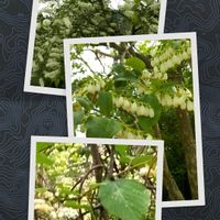 マタタビ,ネジキ,過去のピック,ウワズミ桜,昨日の予報は☂️マークの画像