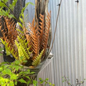 ドリナリア クエルシフォリア,ドリナリア・ボニー,ドリナリア　リギデュラ,シダ植物,流木の画像