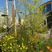 キバナコスモス,黒竹,GSに感謝。,チーム岐阜,大阪・関西万博の画像