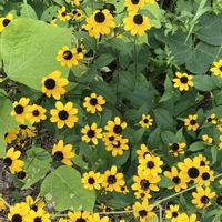 ルドベキア,お出かけ先にての画像