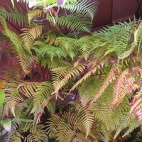 タカワラビ,キンモウコウ,ジオ・ゴールデン・ボバイン,観葉植物,新芽の画像