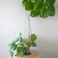 ウンベラータ,観葉植物,観葉植物のある暮らし,ウンベラータ曲げ木,頑張れ　大谷翔平選手の画像