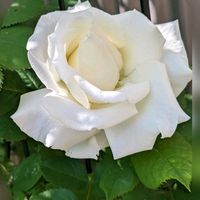 キクイモ,フロックス,カボス,ヘリアンサス,ハイブリッドティローズの画像