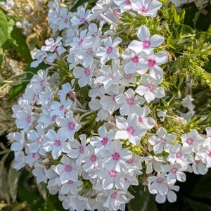 アンゲロニア,アンゲロニア,オミナエシ,オミナエシ,フロックスの画像