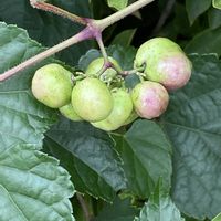 フジ,ノブドウの画像