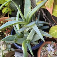 アロエ,不夜城,不夜城,キダチアロエ,化粧アロエ。の画像