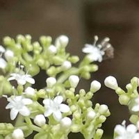 オトコエシ,セリ,ピラカンサ,セロリ,ノヂシャの画像