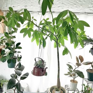 パキラ,観葉植物,シンボルツリー,実生パキラ,キキ　パキラの画像